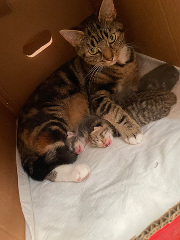 Kittens