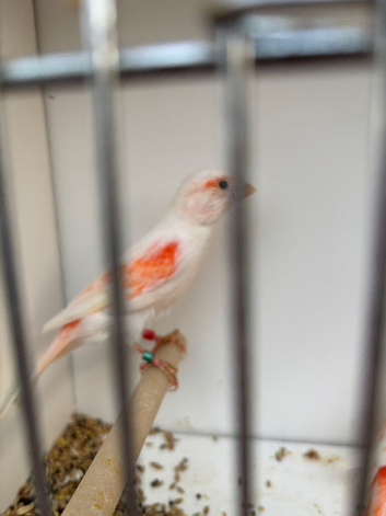 Mosaic canaries