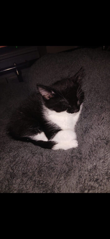 Kitten
