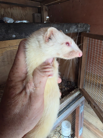 Micro ferret kits