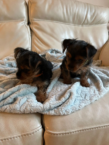 READY NOW&hellip;.2 MINI YORKSHIRE TERRIERS