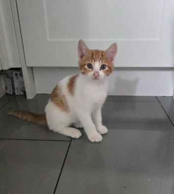 Ginger male kitten