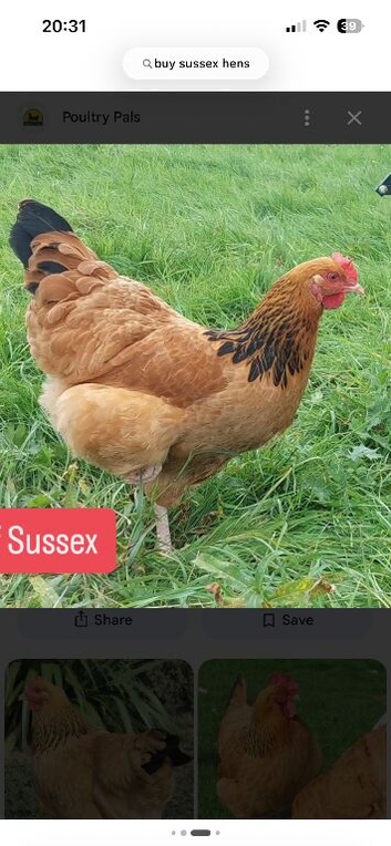 Buff sussex