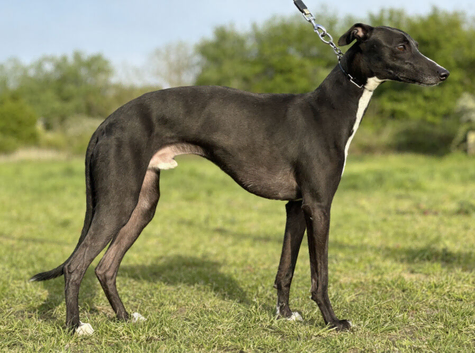 Stud available - Bonnywhip Flacks