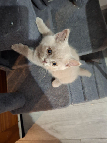 For sale British Shorthair