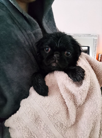 Pug puppy