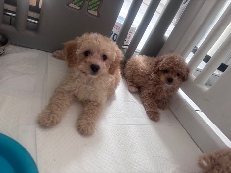 Last boys remaining beautiful cavapoo pups
