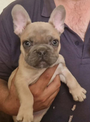 4 Frug Puppies left