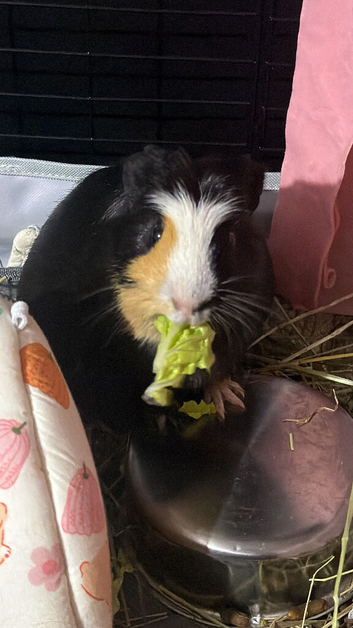 Year old Male Guinea pig