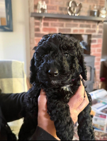 Sproodle puppie