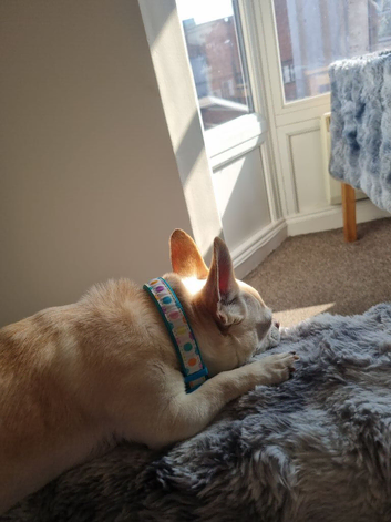 6 year old male chihuahua