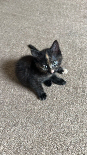 2 beautiful kittens