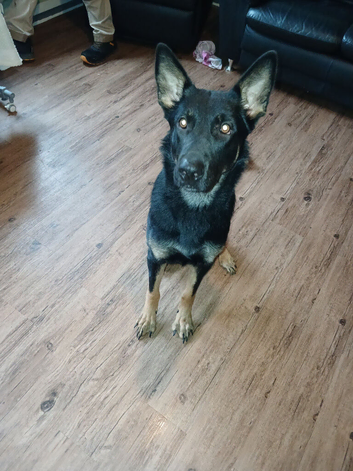 1year old German shepherd