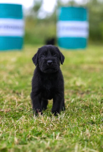 Working line Giant schnauzer puppies