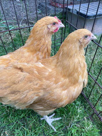 Various young chickens