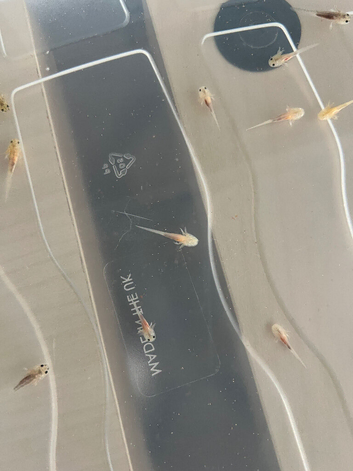 Cute axolotl babies