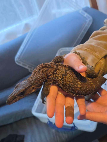 Captive Farmed (2024) Male Roughneck