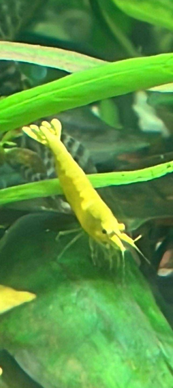Freshwater shrimp in assorted colors: black, red, and yellow. Fast delivery to mainland UK. Pickup from Croydon.