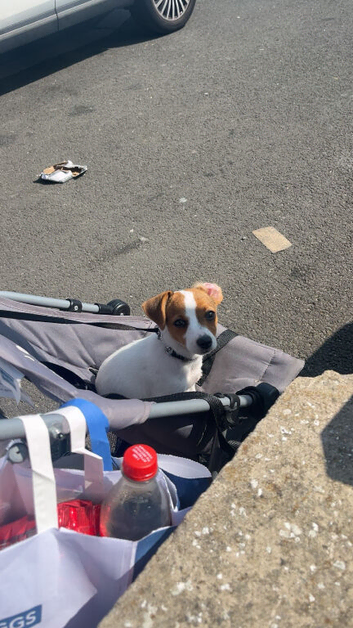Female jack Russel