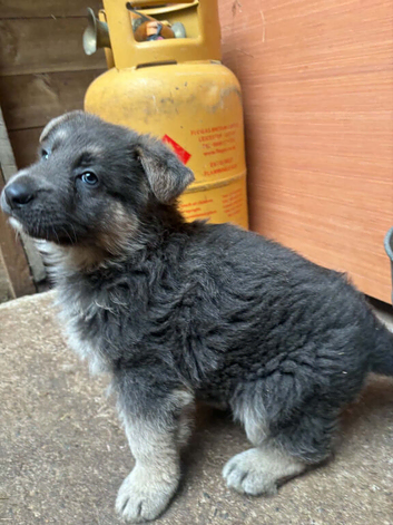 German shepherd puppies