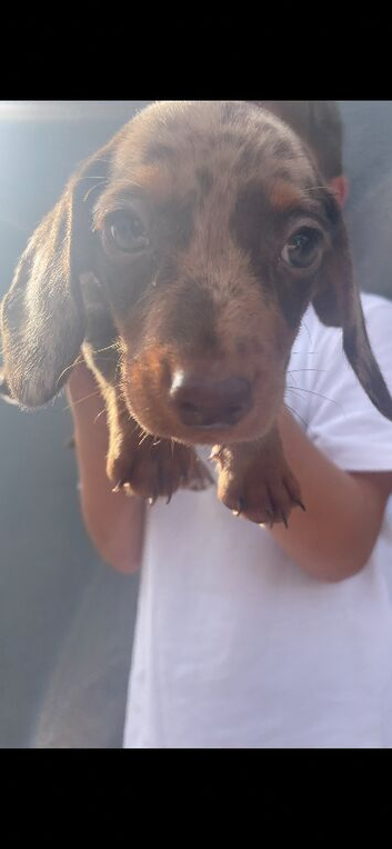 2 dachshund puppys