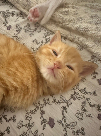 Absolutely Adorable litter of Burmese cross kittens for sale Near Totnes in Devon