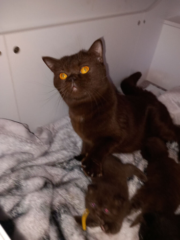 Chocolate BSH