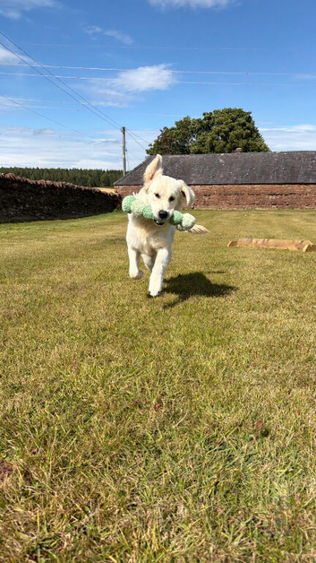 Golden retriever boy