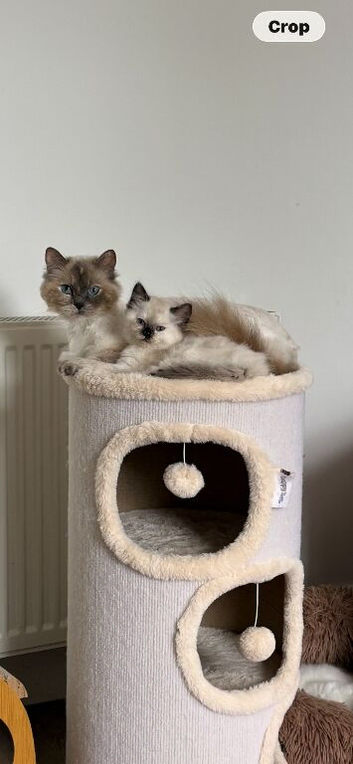 Ragdoll little girl ready now