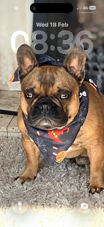 Male French bulldog