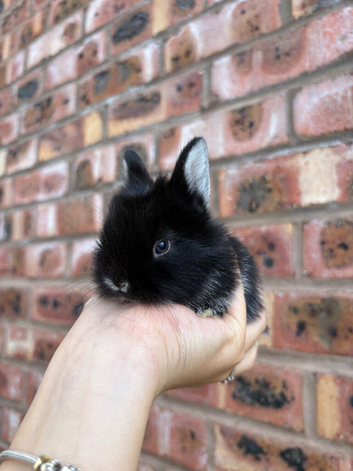 Lionhead Bunnies