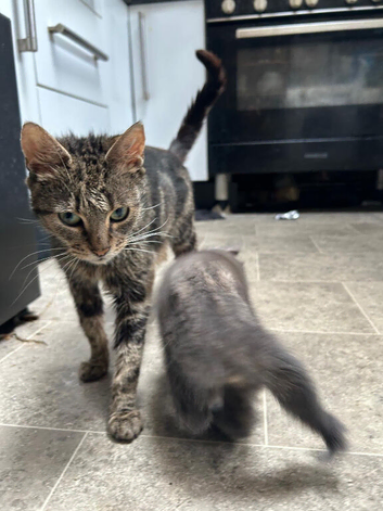 Kittens for sale