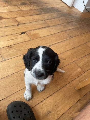 Sprocker puppy