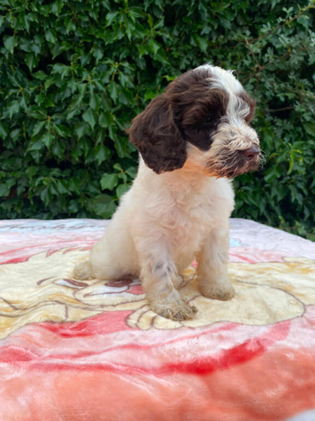 Beautiful boy cockapoo