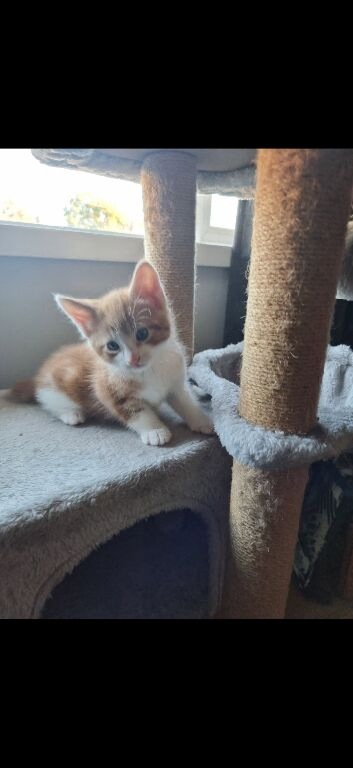 Ginger domestic shorthair moggies