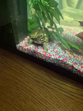 Musk turtle