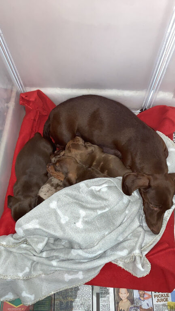 Lovely litter of males