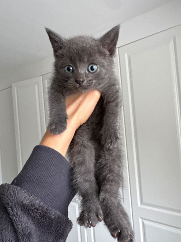 Little girl 2 months old