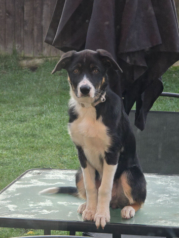 Tri coloured border collie.
