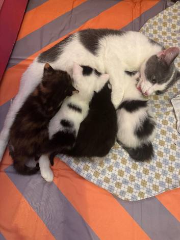 4 adorable kittens ready to leave 28/6