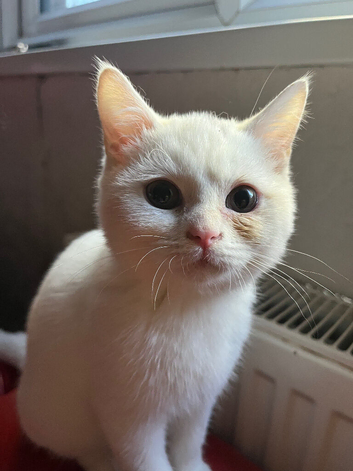 Last Gccf female British shorthair kitten