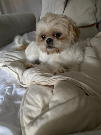 Doll faced imperial shih tzus