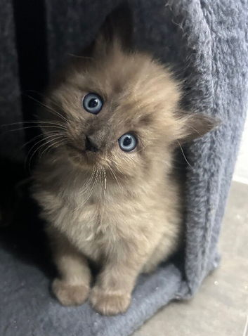 Beautiful cream & grey kitten