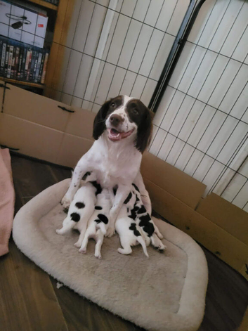 English springer spaniel