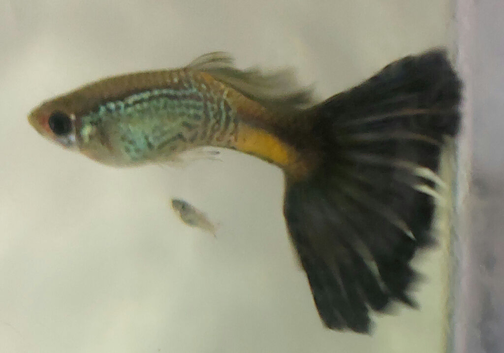 Healthy, Active Baby Guppies for Sale (Blue Lace Parents)