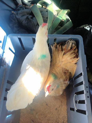 X 2 Pekin x bantam cocks