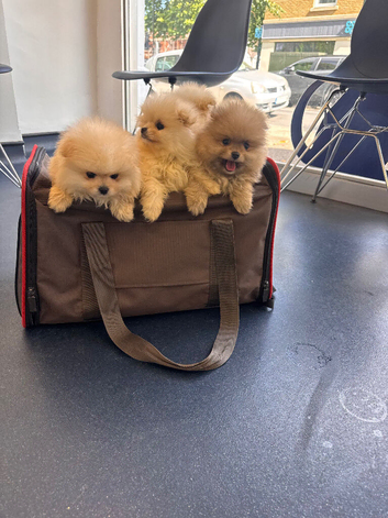 Mini Pomeranian puppy ,xs Pomeranian