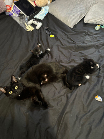 Tuxedo Kittens