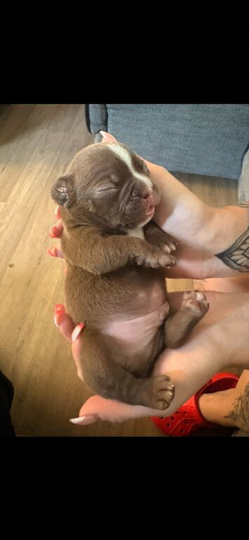 Fluffy Carrier French bulldogs