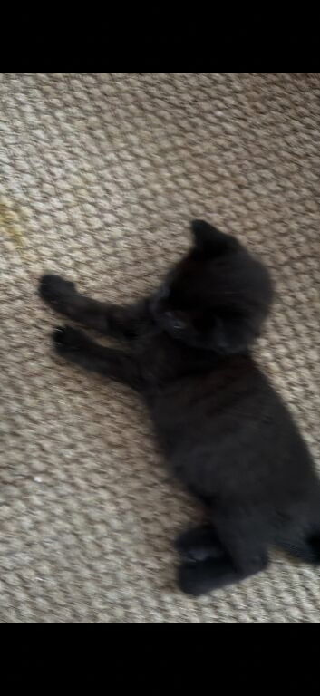 2 BOY KITTENS